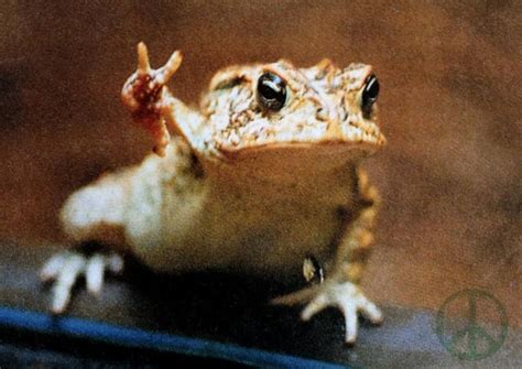 Peace out! Funny Frogs, Cute Frogs, Funny Animal Pictures, Funny ...