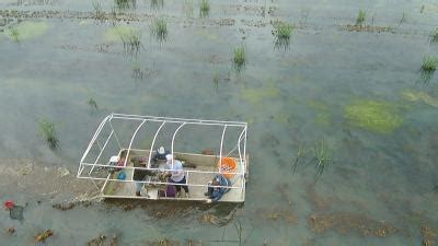 What affects the crawfish population in Louisiana?