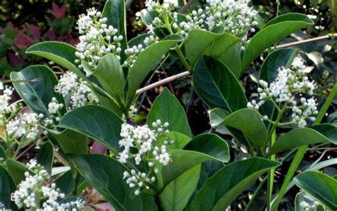 Suspensum Viburnum - Viburnum suspensum 'Sandankwa' - 3 Gallon - Shrub ...