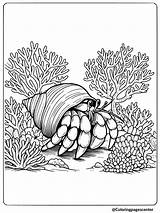 9 Free Printable Hermit Crab Coloring Pages sketch template