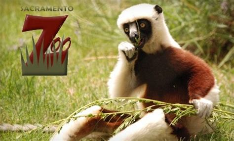 51% Off a Family Day at Sacramento Zoo - Sacramento Zoo | Groupon