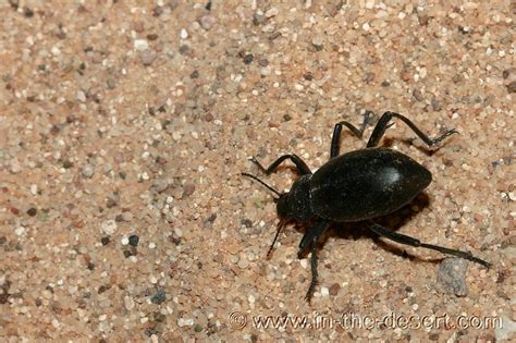 Insects, ants, spiders, beetles and more that are found in the desert southwest