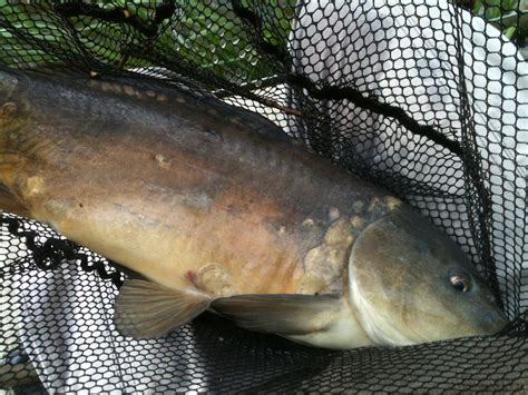 Mirror Carp | Caught at Tony Riley's Pond, Brighouse. Came o… | Flickr