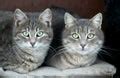Two Cats Free Stock Photo - Public Domain Pictures