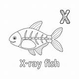 Premium Vector  Xray Fish alphabet Abc coloring Page x sketch template