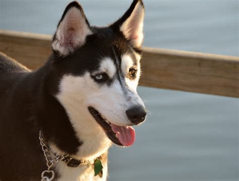 5 Facts About Alaskan Husky Mix Breeds - PetVet