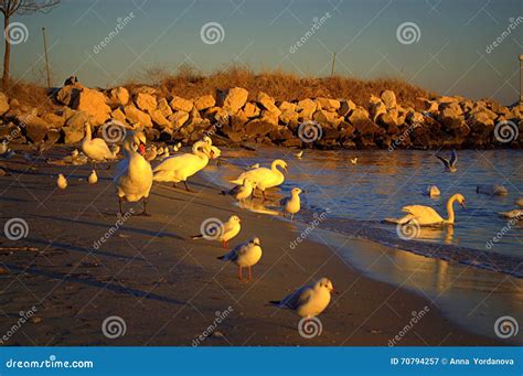 Birds on sunset beach stock image. Image of birds, exposed - 70794257