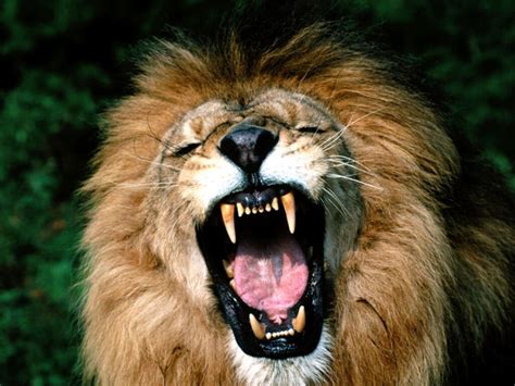 Animals Zoo Park: Lions Roaring Pics, Roaring Lion Pictures and Closeup Wallpapers