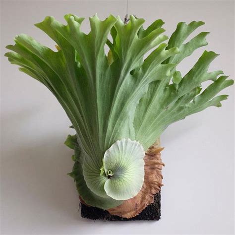 15 Spectacular Staghorn Fern Varieties | Balcony Garden Web