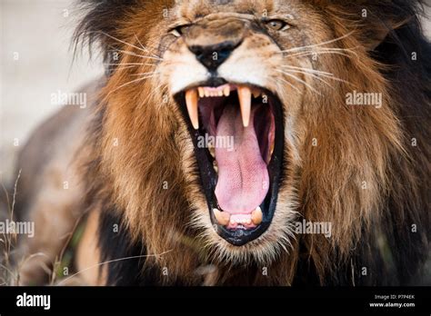 Angry lion hi-res stock photography and images - Alamy