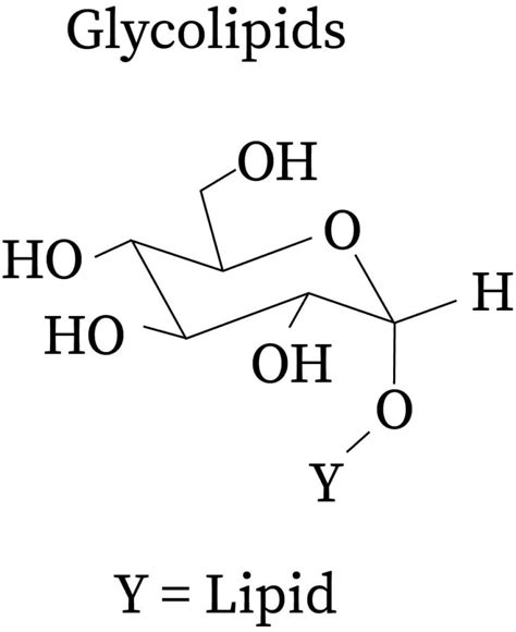 Glycolipid Chemical Structure