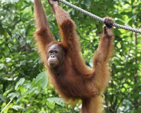 10 Facts About Orangutans