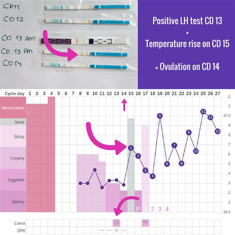 Printable Ovulation Test Strip Chart - Printable Word Searches