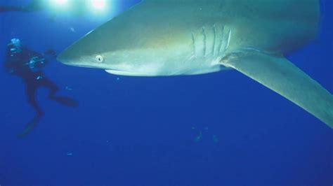 The healing power of shark skin? | SciTech Now