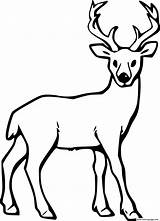 Simple Realistic Deer Coloring page Printable sketch template
