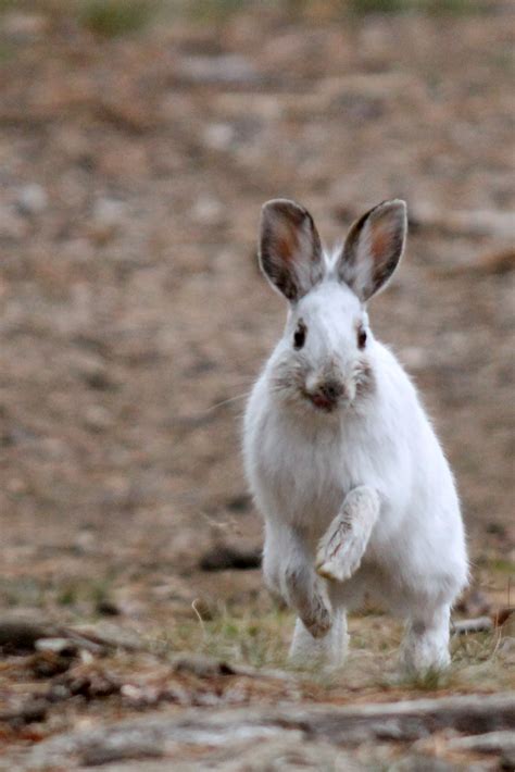 Snowshoe Hare | MyNature Apps