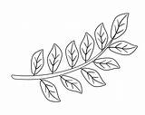 Branch With Leaves  Vector Linear Illustration For Coloring sketch template