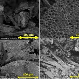 Images scanning electron microscope (SEM) in composted poultry manure | Download Scientific Diagram