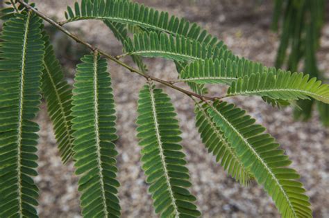 Simple, Pinnate Amla Leaves | ClipPix ETC: Educational Photos for ...