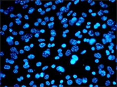 Potential of 3-D Cell Culture in Research and Therapy | Labcompare.com