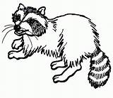 20  Free Printable Raccoon Coloring Pages EverFreeColoringcom sketch template
