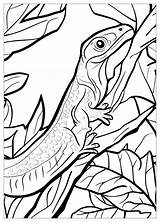 Lizard Coloring Pages  Fun Educational And Creative Activities sketch template