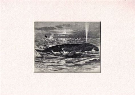 1897 Antique Matted Engraving of the Bowhead Whale | Art, Antiques, Painting