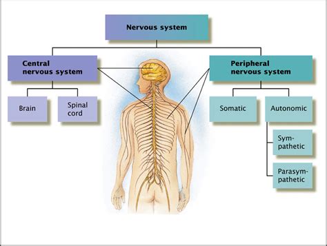 Nervous system, Autonomic nervous system, Nervous system breakdown