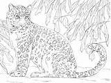 Leopard Print Coloring Pages sketch template
