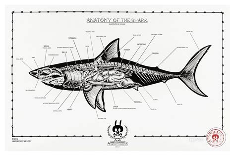 Anatomy of the Shark by Nychos : r/sharks