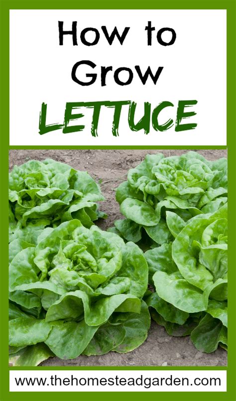 How to plant lettuce에 관한 Pinterest 아이디어 상위 25개 이상