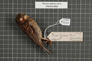 File:Naturalis Biodiversity Center - RMNH.AVES.151310 1 - Ploceus ...