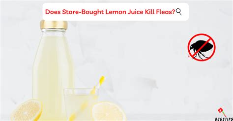 Does Lemon Juice Kill Fleas? A Natural Approach - BugsTips