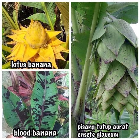 Pokok pisang hiasan ensete glaucum @ pisang tutup aurat, lotus banana, blood banana, ensete ...