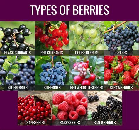 Types of Berries - SHIVAAY DIGITAL