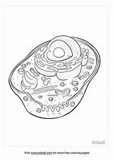 Cell Coloring Page Animal Diagram Cells Wor  Vrogueco sketch template