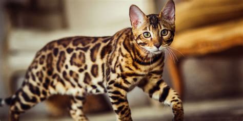 Bengal Cat Breed: Size, Appearance & Personality