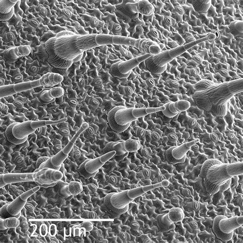 SEM image of Nicotiana alata leaf's epidermis, showing trichomes (hair-like appendages)… | Image ...