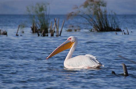 Great White Pelican | GioRetti | Flickr