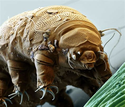 Tardigrade Facts HD wallpaper | Pxfuel