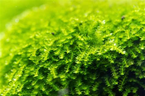 Christmas Moss: Care Guide For The Freshwater Carpet Moss