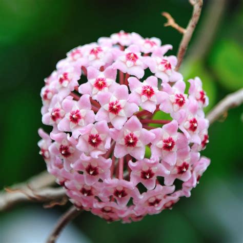 The luxury of having a Hoya Wax plant in your garden - Dig It Right ...