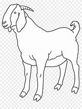 Free Printable Goat With No Horns Coloring Pages sketch template