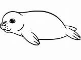 Cría De Foca Para Colorear Imprimir E Dibujar –ColoringOnlyCom sketch template