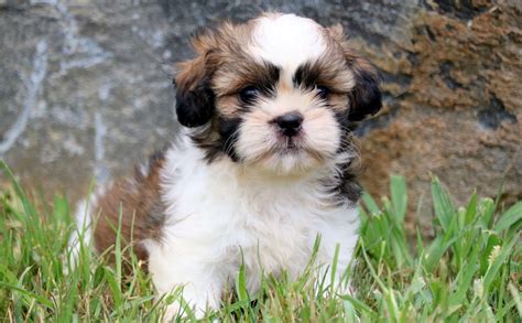 Shih Tzu Puppies Wallpapers - Wallpaper Cave