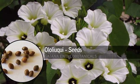 Rivea corymbosa -Ololiuqui Seeds- | Gaiana