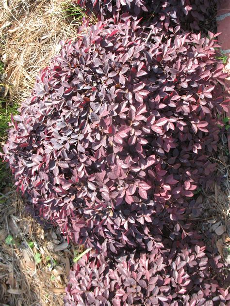 pixie purple loropetalum - Google Search | Backyard projects, Purple, Pixie