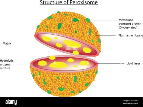 Biological illustration of peroxisome, peroxysome. Peroxisomes are ...