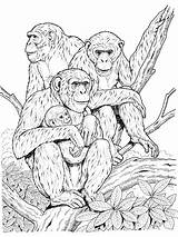 Apes coloring Pages sketch template