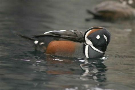 Free picture: harlequin, duck, male, bird, histrionicus histrionicus